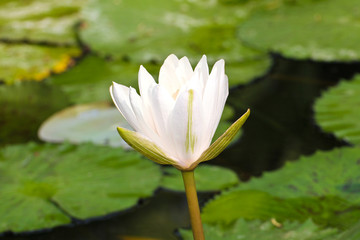 Waterlily or Lotus Flower in pond.