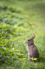 Naklejka na ściany i meble Little hare in grass