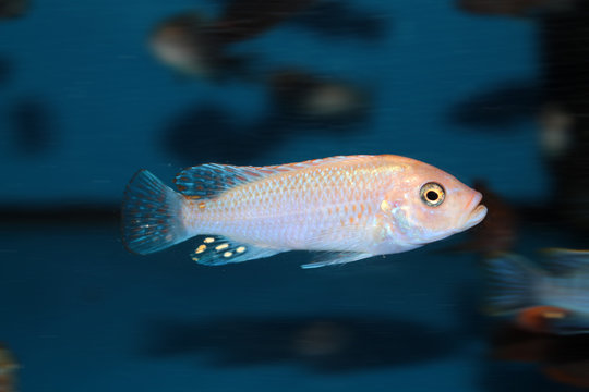 Morph of zebra mbuna (Pseudotropheus zebra) aquarium fish