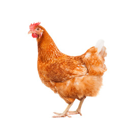 full body of brown chicken hen standing isolated white backgroun