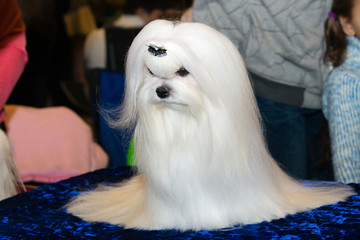Beautiful Maltese.