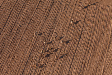 Obraz premium aerial view of deers running on the field