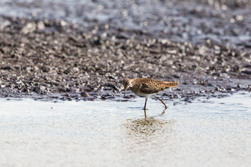 Wood Sandpiper