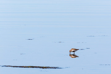 Dunlin Bird