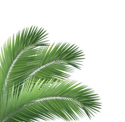 Green palm leaves isolated on white background