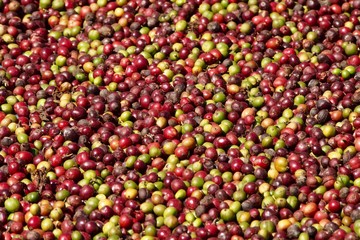 Drying coffee beans