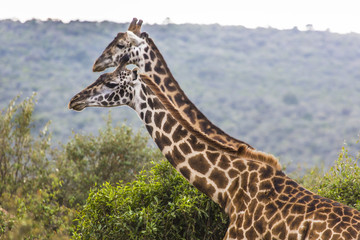 Giraffe on safari wild drive, Kenya.
