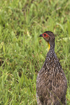 A Natal Spurfowl or Natal Francolin (Pternistis natalensis)