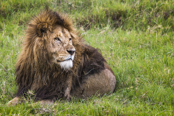 Big Lion in Masai Mara, Kenya. © Curioso.Photography