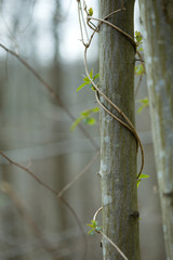green ivy larre on tree at spring time