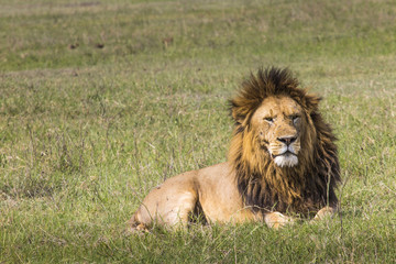 Portrait of Lion in Masai Mara, Kenya
