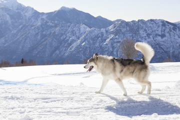 Naklejka premium Alaskan Malamute