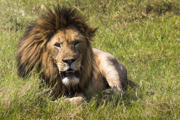 Portrait of Lion in Masai Mara, Kenya
