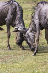 Naklejka na ściany i meble Two battling Wildebeests about to smash their heads against each