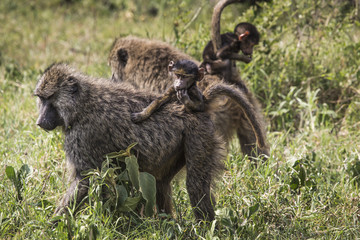 Baboon mother walking through the savannah with its baby on the