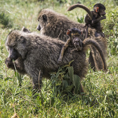 Baboon mother walking through the savannah with its baby on the
