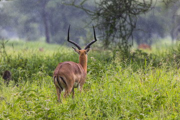 A portrait of a beautiful male impala ram