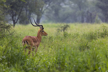 A portrait of a beautiful male impala ram