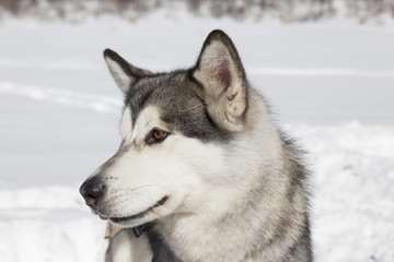 Alaskan Malamute