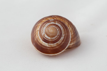 Coquille d'escargot