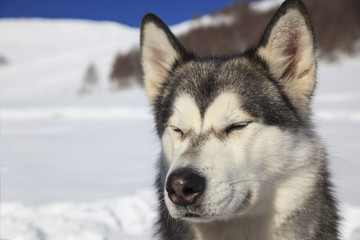 Alaskan Malamute