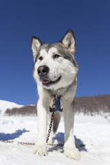 Naklejka premium Alaskan Malamute