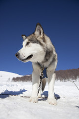 Alaskan Malamute
