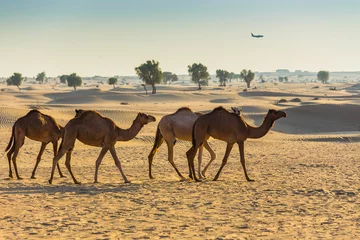 Papier Peint photo Lavable Chameau Paysage désertique avec chameau