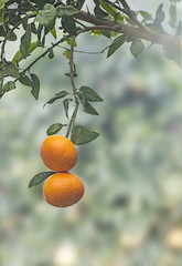 Tangerines on branch
