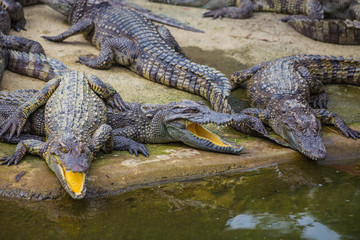 water bodies on the Crocodile Farm in Dalat.