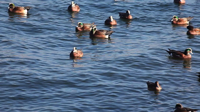 A winter flock of American Wigeon