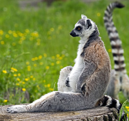 Fototapeta premium Ring-tailed lemur