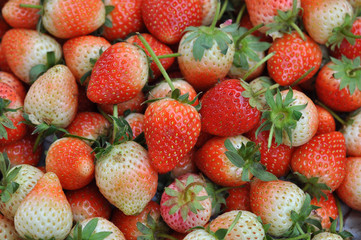 Fresh strawberry