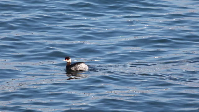An Eared Grebe, Podiceps nigricollis, swimming on open water