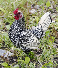 Rooster
