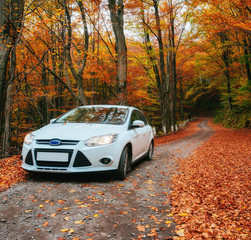 car on a forest path © standret