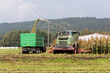 Fototapeta premium Harvest
