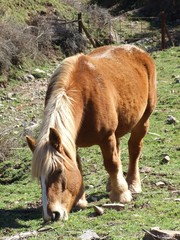 Fototapeta premium Caballo pastando