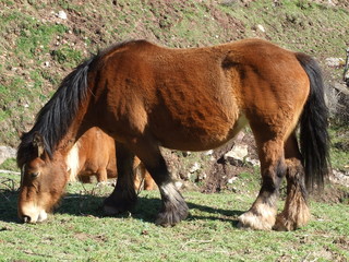 Fototapeta premium Caballo pastando