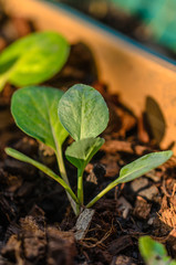 tiny tree emerge from soil