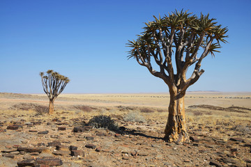 Quiver Tree, Namib Naukluft National Park, Namibia