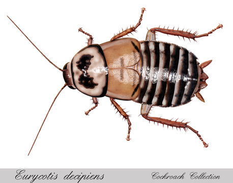 cockroach eurycotis decipiens