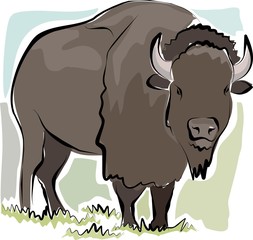 sketchy bison