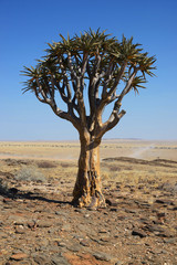 Quiver Tree, Namib Naukluft National Park, Namibia