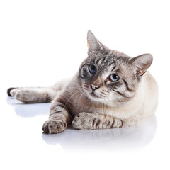 Striped blue-eyed cat