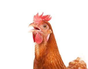 Close up of chicken head drôle agissant isolé sur fond blanc