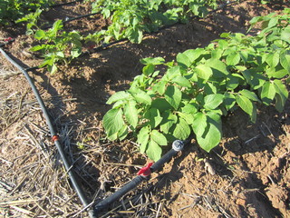 potato plants with drip irrigation