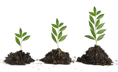 Saplings on white background
