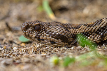 Close up viper head