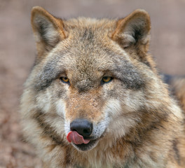Dangerous Grey Wolf licking its mouth